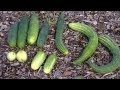 WHY ?? CUCUMBERS FAIL in the Garden