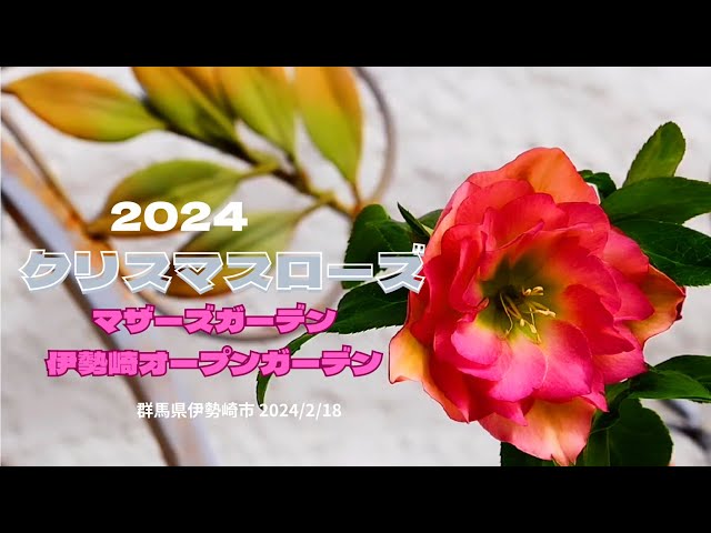 m*t様 発送お任せ❣️■ブライヤーローズ■クリスマスローズ sddefault.jpg