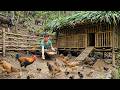 Alone in the Green Forest: Chicken Coop Repair and Dangerous Night Hunting