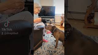 Ashley Elizabeth rescue Pit Bull and her daily sweet potato 🥔 with Grammy by Veronica-Lynn Pit Bull 137 views 7 months ago 1 minute, 3 seconds
