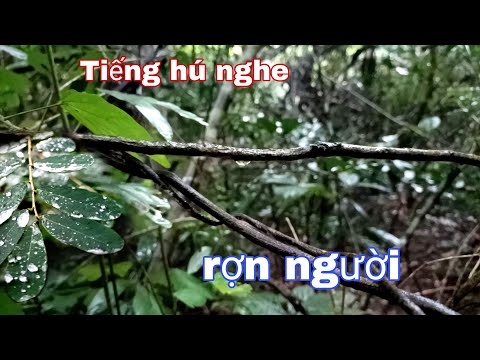 Video rừng mưa nhiệt đới, tiếng hú nghe rợn vang vọng... - youtube