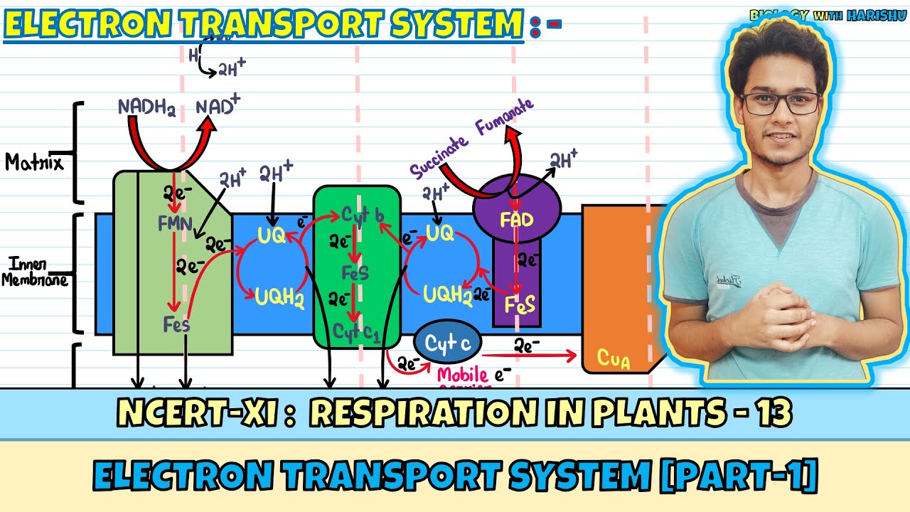 Respiration in Plants| Lec 13- Electron Transport System [Part- 1 ...