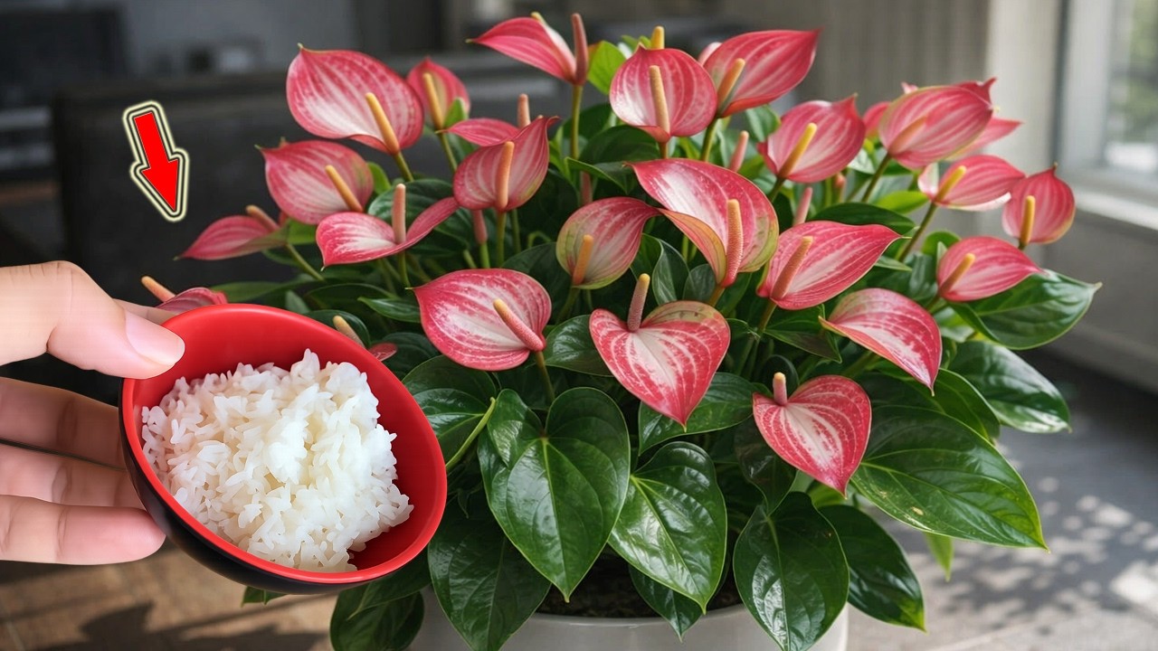 Мало кто знает, что антуриумы могут цвести круглый год, если использовать этот простой способ!