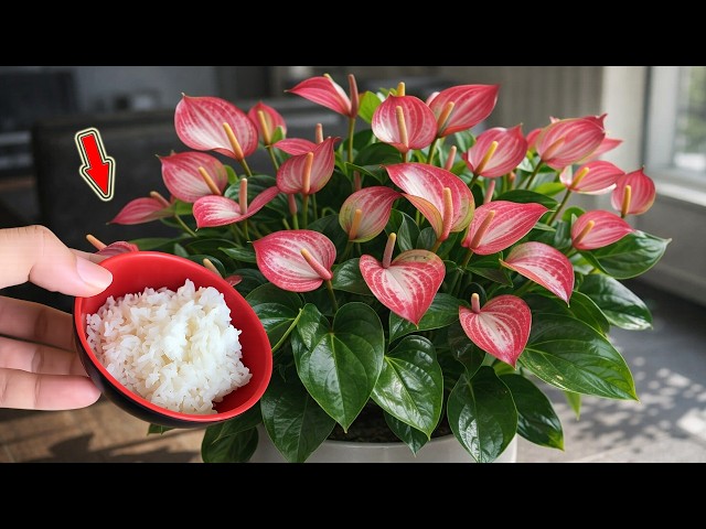 Few People Know That Anthuriums Can Bloom All Year Round With This Simple  Method! - YouTube