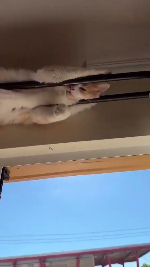 TOP DES VIDÉOS TRÈS DRÔLES LES CHATS