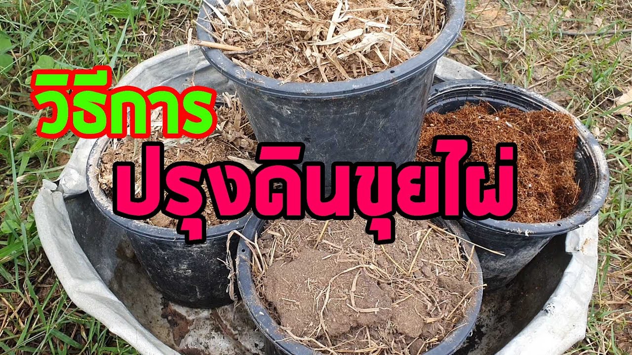 สูตรปรุงดินขุยไผ่ ด้วยวิธีการง่ายๆ ดินดีมีไตรโคเดอร์ม่า ป้องกันโรครากเน่าโคนเน่า