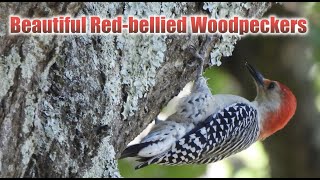 Beautiful Red-bellied Woodpeckers