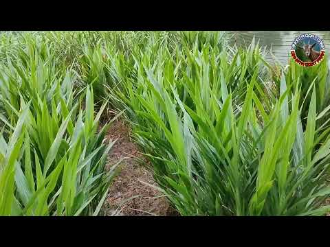 Dinhata goat farm in(Dinhata)India,West Bengal, coochbehar /8345954577