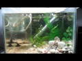 My Guppy Aquarium (Feeding Time)