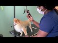 How to trim a Pomeranian like a lion