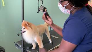 How to trim a Pomeranian like a lion by General Pet Grooming 92,390 views 3 years ago 17 minutes