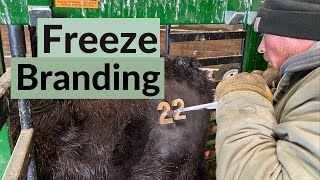 Freeze Branding by All Stock Hay  3,032 views 1 year ago 11 minutes, 40 seconds