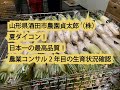 山形県酒田市農園貞太郎（株）夏ダイコン！日本一の最高品質！農業コンサル2年目の生育状況確認2020年6月13日