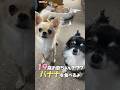 19歳お爺ちゃんチワワバナナを食べるよ【うちのわんこ】 #shorts #うちのわんこ #チワワ #老犬