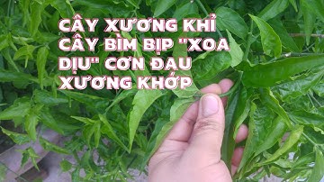 cây xương khỉ -Cây bìm bịp "xoa dịu" cơn đau xương khớp -Đức Phước TV