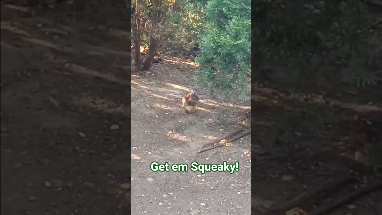 This Douglas Squirrel is a Bad Ass.