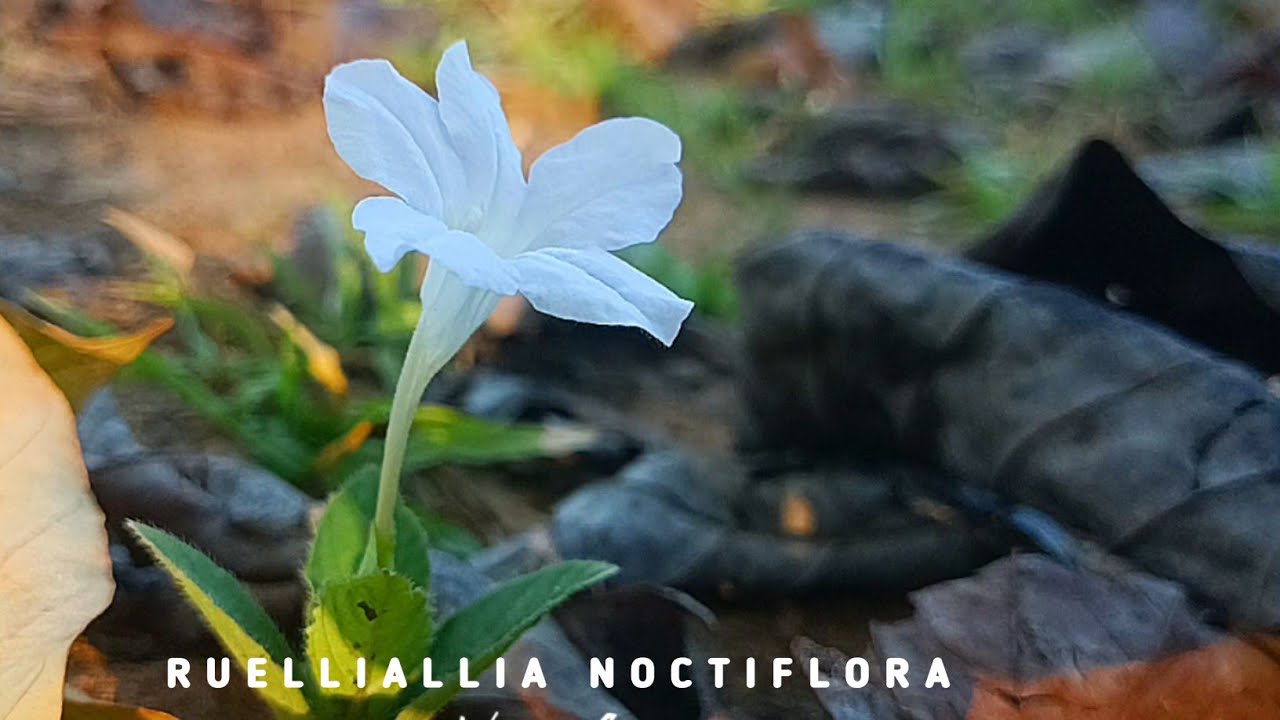 Ruellia Noctiflora || wild petunia || 