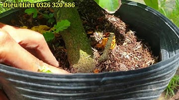 Đã bán hết. Video 10/09/2020 Cúc Bi Tiên Sinh, đồng  giá  400k/1cây (bao ship)