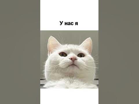 Котомемы. Комки пушистой тьмы! #Shorts - YouTube