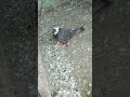 #youtubeshorts  #shorts #viralvideo #kabutar #pigeon #kabootar #birds #pigeonlover #kabutarbazi