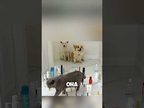 Нашли виновника торжества