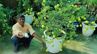 माली ने गमले में डाल दी ये चीज आ गए इतने सारे नींबू How to get more fruits on lemon plant