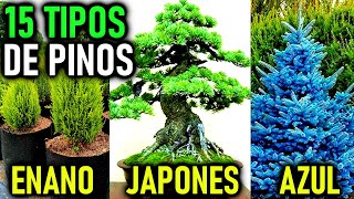 15 Tipos De Pinos Cipres Para Casa Y Jardin