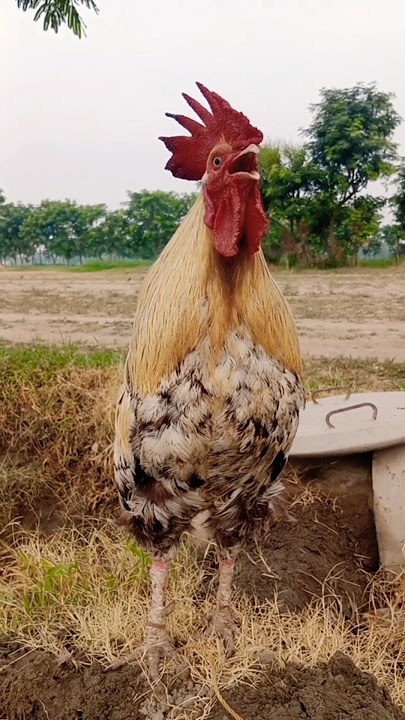 Bangkok rooster sound #chicken #birds #ayam #murga