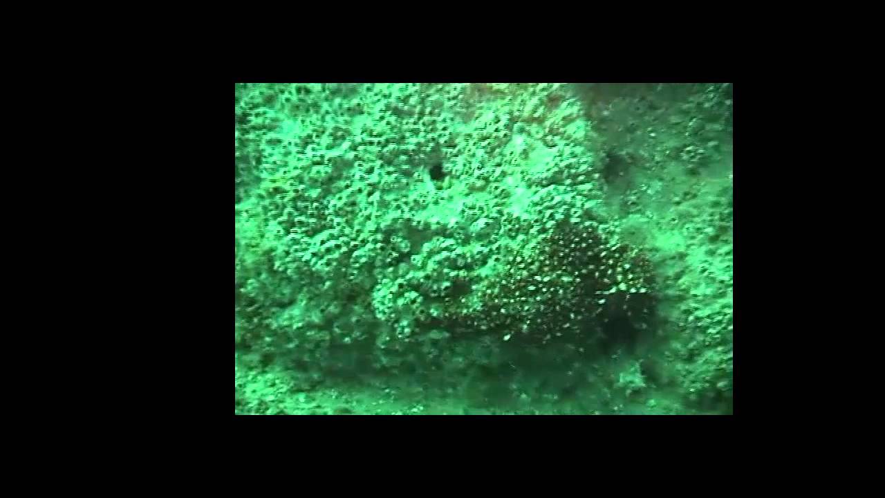 Environmentally Beneficial Burial Alternative