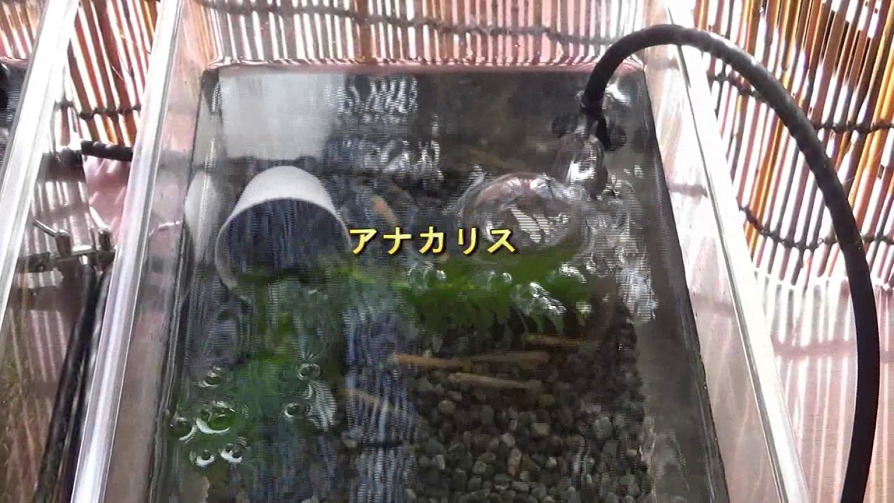 水草3種類を使った生物濾過立ち上げ実験