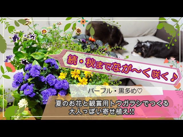 続・秋まで咲く寄せ植え】夏のお花と観賞用トウガラシでつくる大人っ