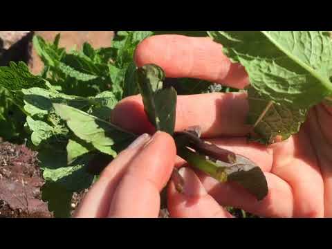 Video: How To Identify A Mint