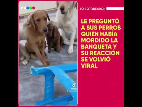 Los perros no