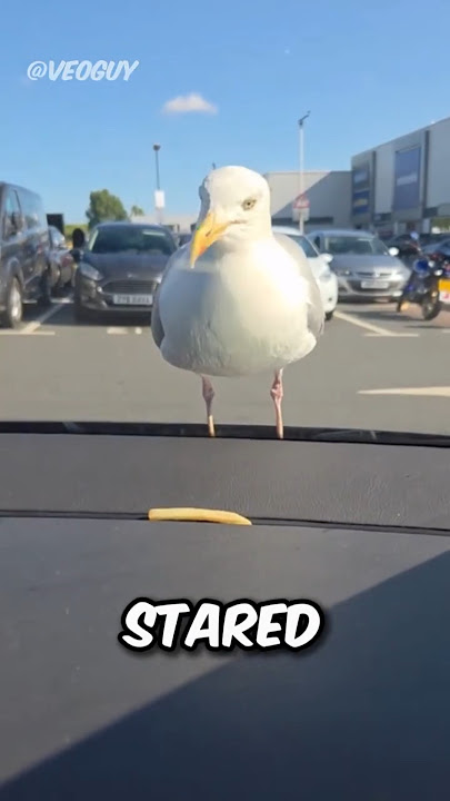 Never Tease a Hungry Seagull! 🤯🐦 (@veoguy)