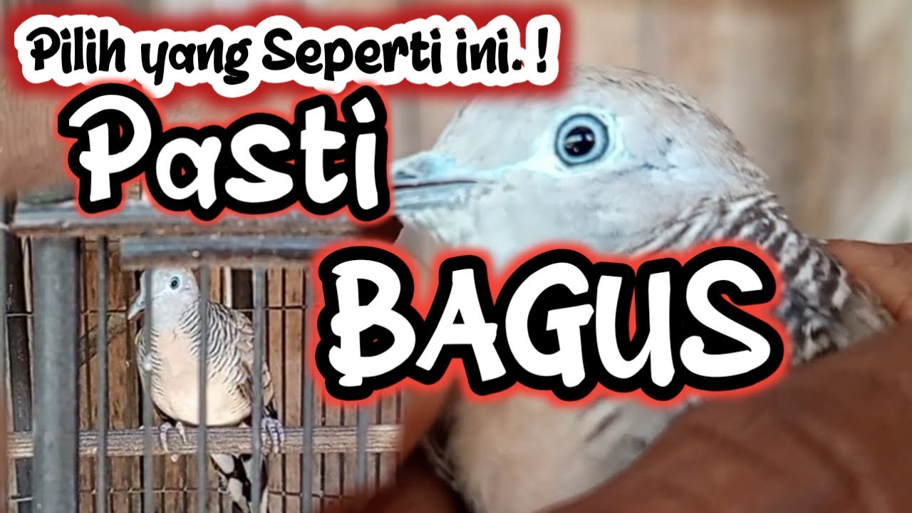 Sangat Mudah Memilih Perkutut yang Bagus dari ombyokan. Berikut bentuk Perkutut Lokal yang Bagus