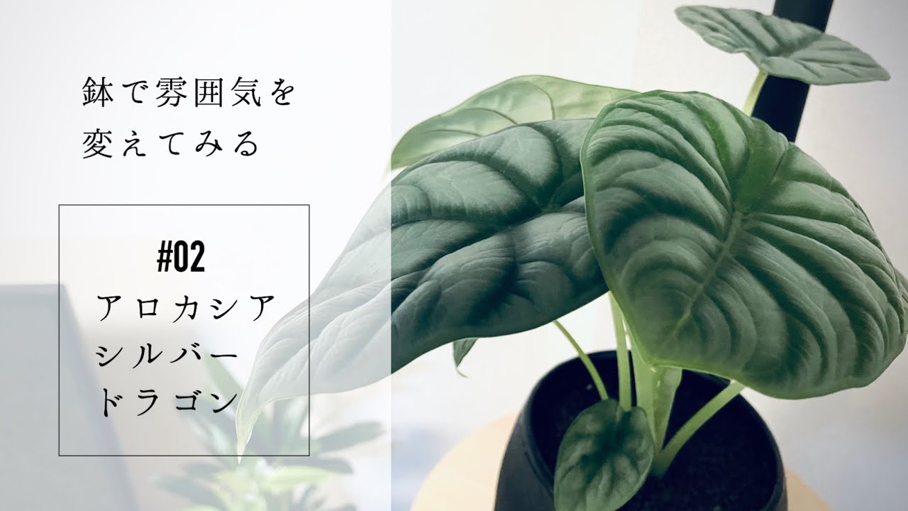 Like dragon scales!?] 02 Alocasia silver dragon planting - YouTube