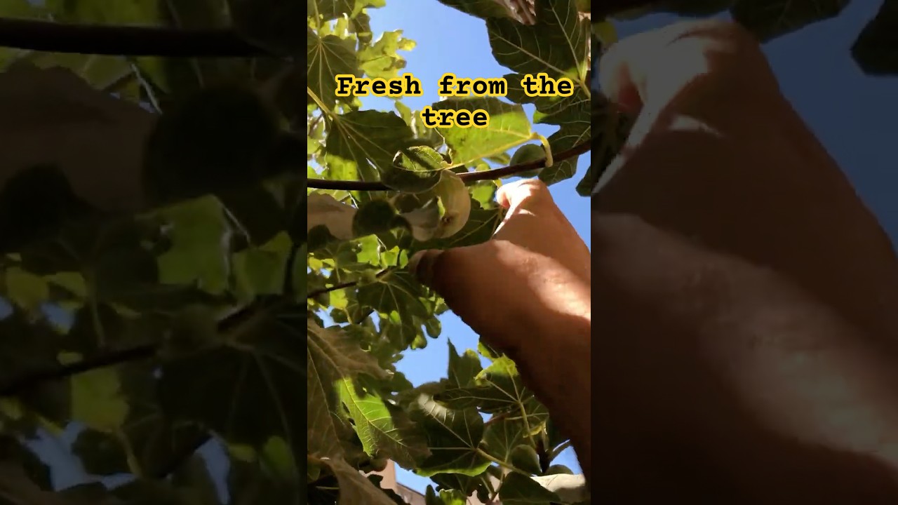 Fresh Fig Straight from the Tree 🌿 | Nature’s Candy ASMR
