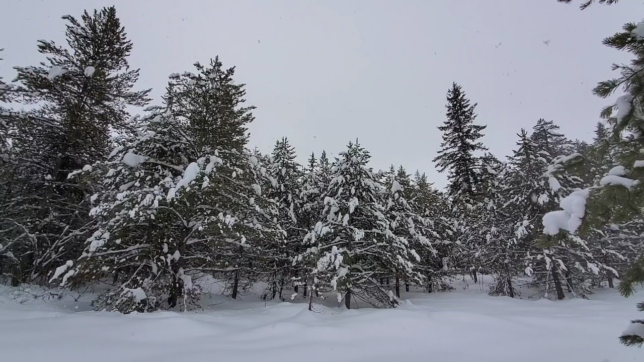 Cross-Country Ski in Falling Snow