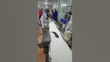 Catfish Heavy Weight Aquatic Product Weight Sorting Scale. #weightscale #weighingscale #machine