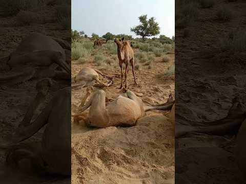 مشهد رائع لجمال الصحراء في ثر بعضهم واقف وبعضهم مستلق