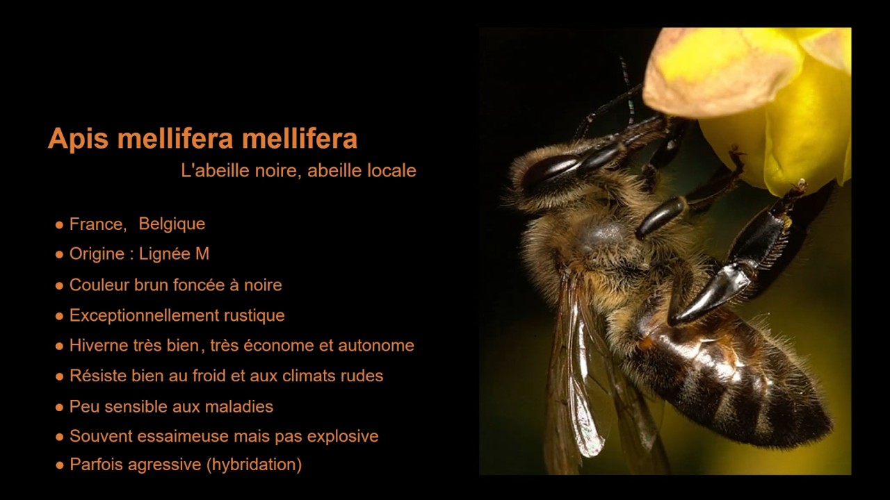 L'abeille noire en danger - 08 - 26 races d'abeilles melliferes