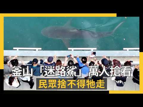 釜山「迷路鯊」60萬人搶看！民眾捨不得牠走｜NOWNEWS