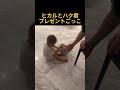 ヒカルとハク君のプレゼントごっこ#ヒカル #加藤神楽