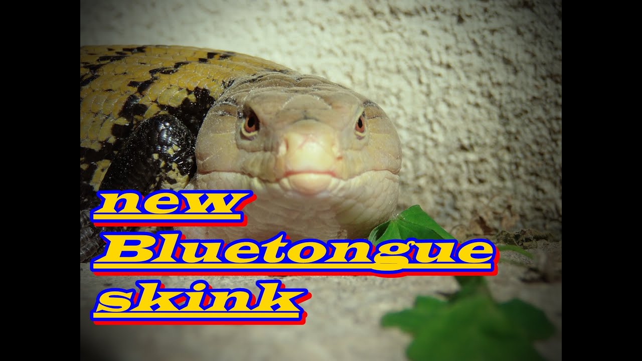 herping gear New Blue tongue skink!