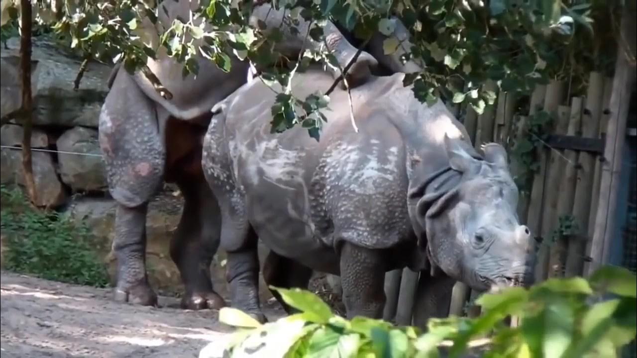 Horse Mating Donkey Mating Amazing Animals Meeting First Time New