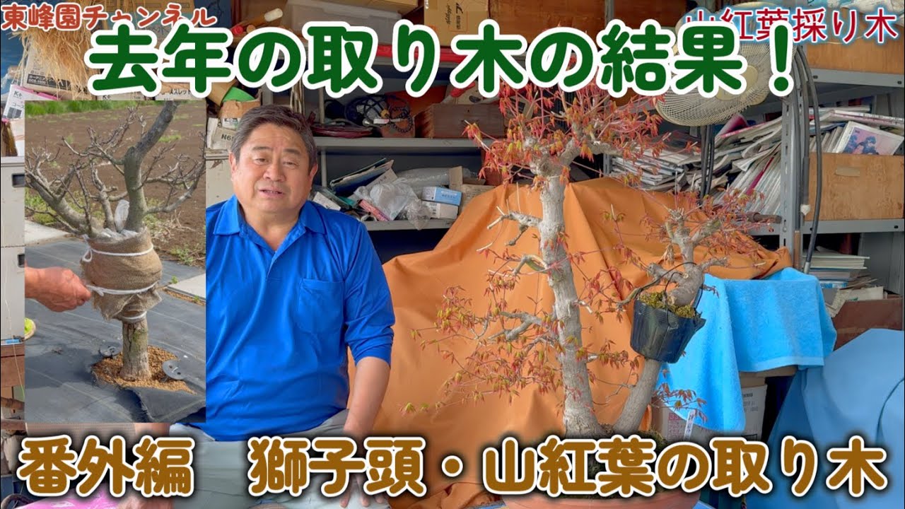【盆栽】番外編　獅子頭・山紅葉の取り木【去年の取り木の結果】