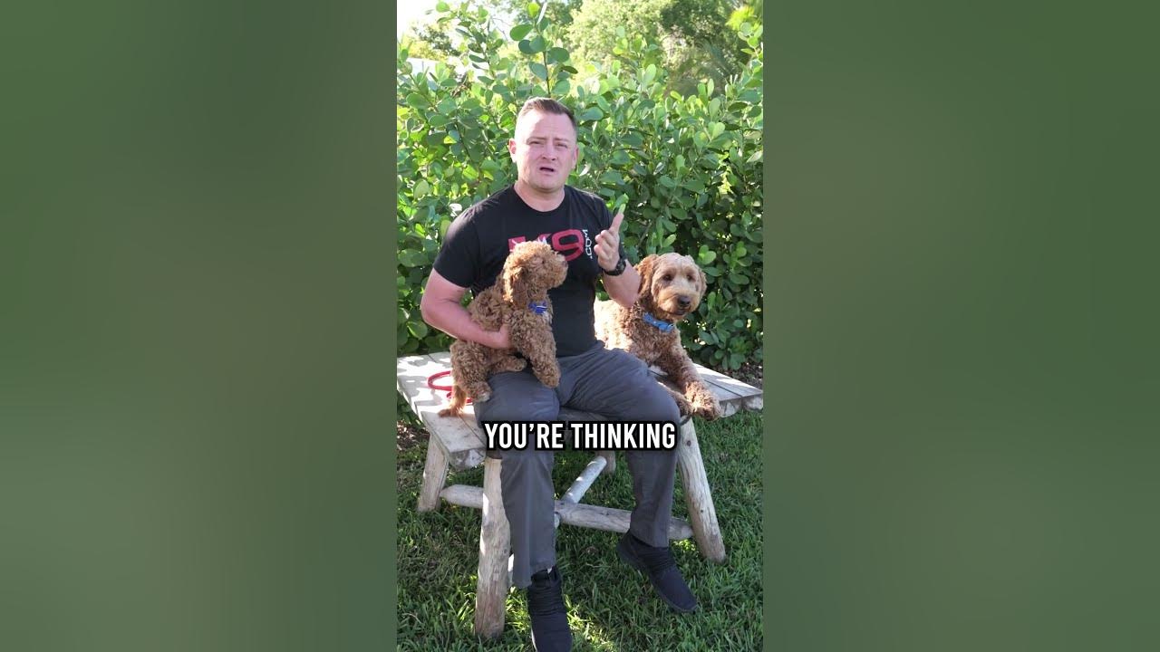 Purebreds vs Hybrids vs Mutts YouTube