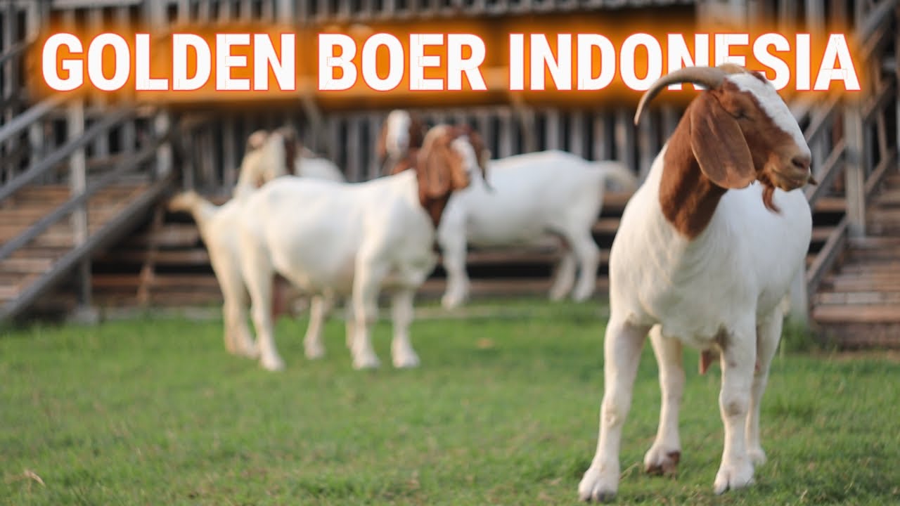 In Plain English: The Clinical Takeaway