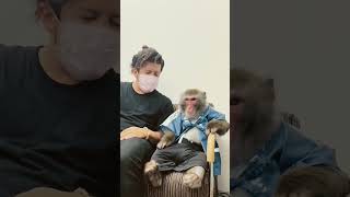 Cute Monkey Singing | Funny Oxy Monkey #shorts