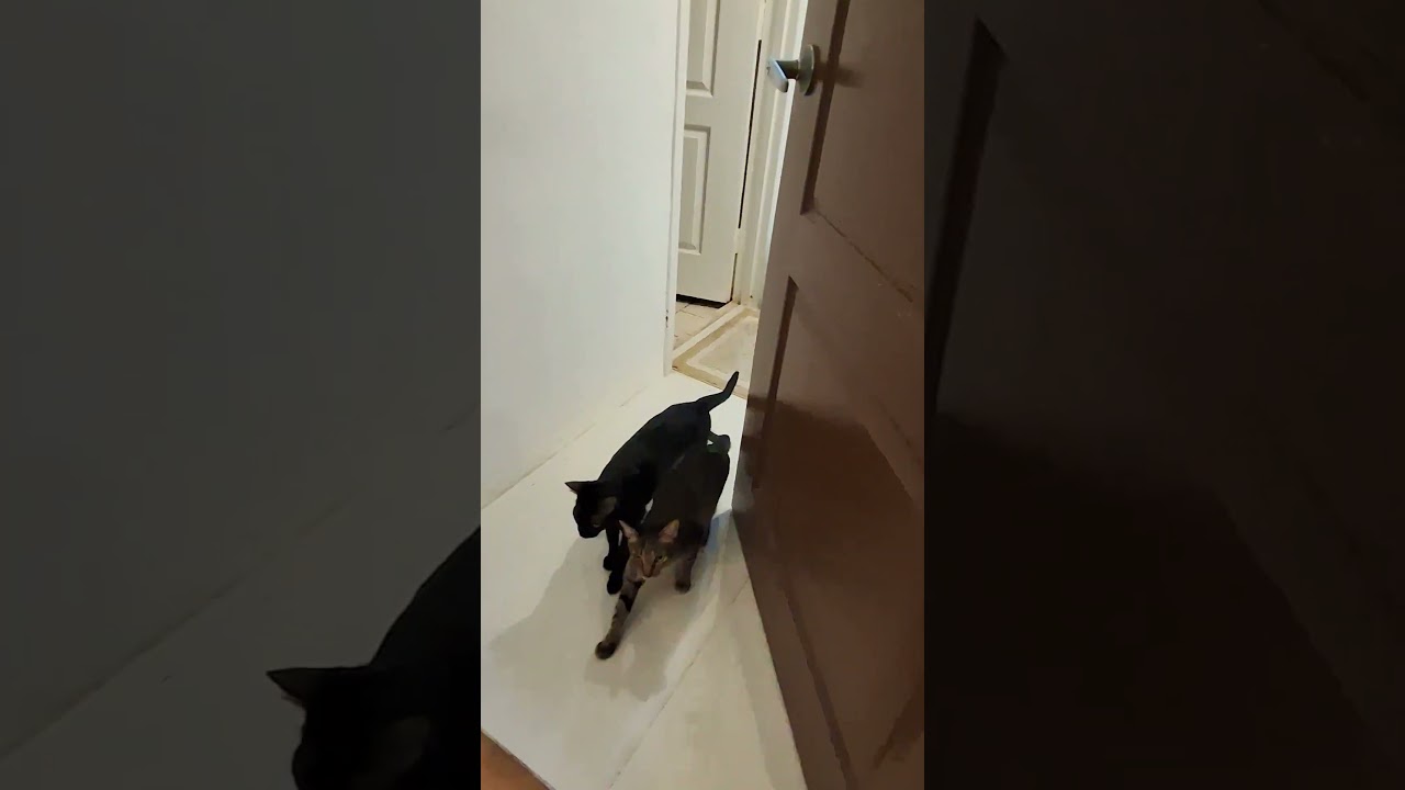 cat's reaction when they saw an outdoor  🐈 😻